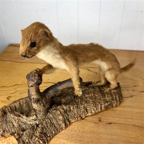 Vintage Weasel On Tree Bark Stand Etsy