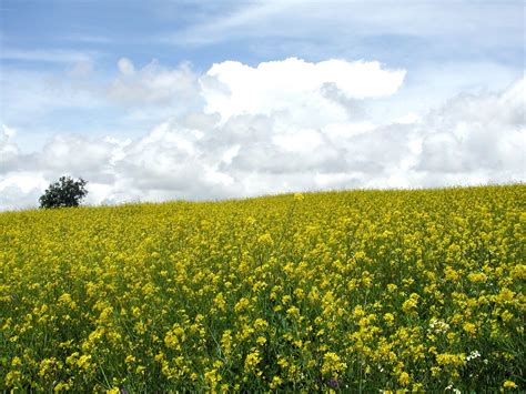 Yellow Field Blue Sky 2 Free Stock Photo Freeimages