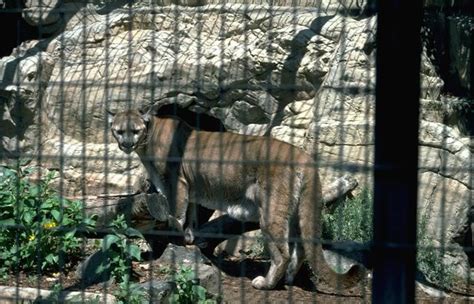 Top 10 Dangerous Animals Photos, Dangerous Animals Pictures Collections