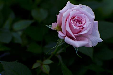 Rose Natur Flora · Kostenloses Foto Auf Pixabay
