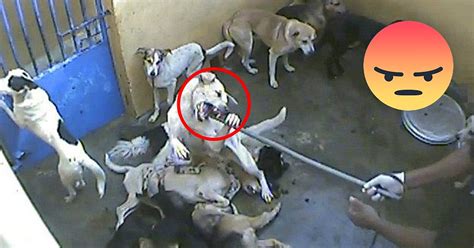 En Esta Isla Matan A Perros Callejeros ¡sólo Porque Pueden Molestar A