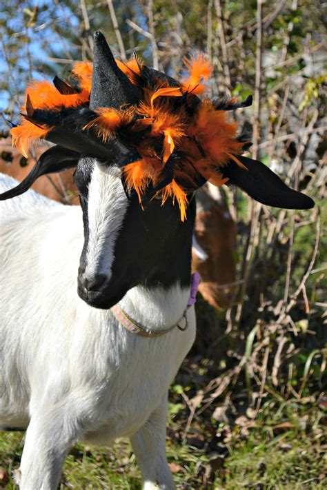Goat In Witchs Hat Halloween Trends Duo Halloween Costumes Halloween