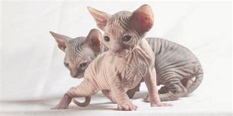 See if they scan for hcm. How to Find the Right Sphynx Cat Breeder? - Sphynx cats ...