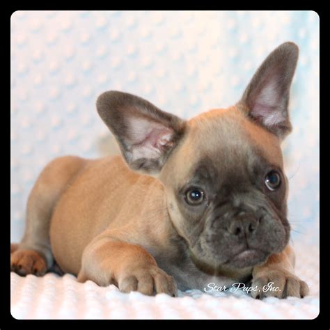 Lilac french bulldog in dogs & puppies for sale. French Bulldog M Blue Fawn | Star Pups