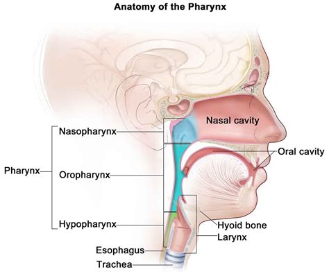 I thought i'd use this channel to share some anatomy thoughts and include some there is a superficial layer of fascia in the neck, and there are 3 deep layers of fascia. Nasopharyngeal cancer causes, symptoms, diagnosis, treatment & prognosis