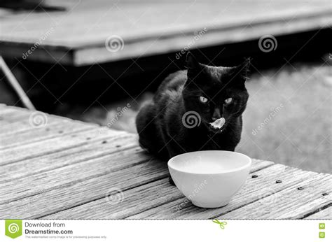 Black And White Photograph Of A Cat Drinking Milk Stock Photo - Image of tongue, photograph 