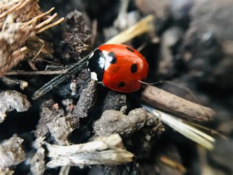 Ladybug Male Or Female The Differences And How To Tell