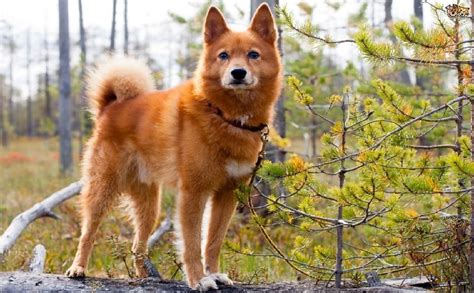 Finnish Spitz Dog Breed Origin Behavior Trainability Facts Health