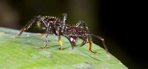 The insect with the world's most painful sting. The Amazon Rainforest's Most Deadly Pest: Bullet Ants ...
