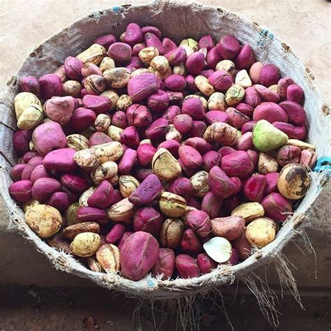Kola nuts may be consumed in a number of ways, including eating them separately. Cola Actually Came From Something Called A Kola Nut ...