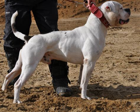 American Bulldog Wikipedia