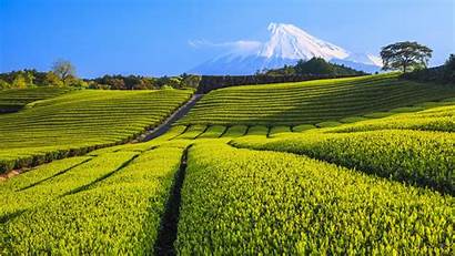 Plantation Tea Volcano Landscape Fuji Nature Field