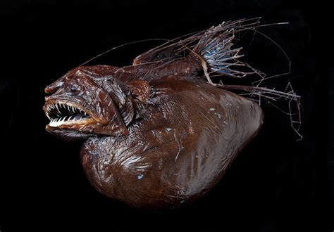 Absurd Creature Of The Week The Anglerfish And The Absolute Worst Sex
