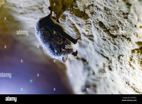 Sleeping Hanging Bat In Cave Covered With Dew Stock Photo Alamy
