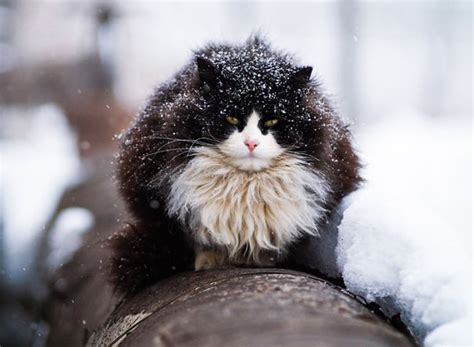 When you think you've seen all colors, the internet coughs up a unique one. 20+ Of The Fluffiest Cats In The World | Bored Panda