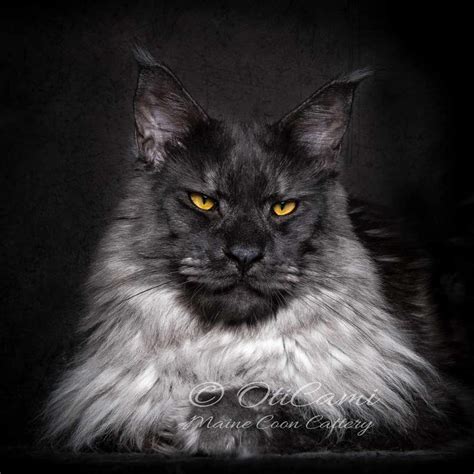 Magical, meaningful items you can't find anywhere else. OTICAMI Maine Coon Cattery