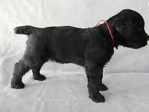 5 female, 2 male family with awarded parents. Black Russian Terrier Puppies - Johannesburg - free ...