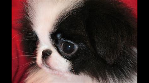 Iso small dog free or 100$. Japanese Chin, Puppies, Dogs, For Sale, In Jacksonville, Florida, FL, 19Breeders, Orlando - YouTube