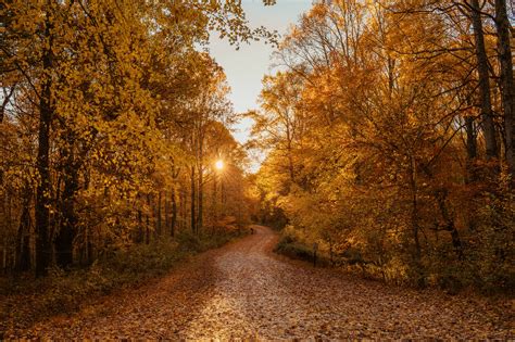 Autumn Road 4k Hd Nature 4k Wallpapers Images Backgrounds Photos