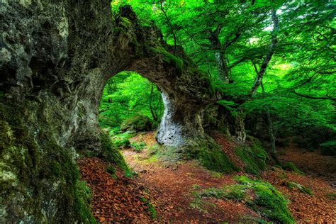 Wallpaper Landscape Leaves Nature Moss Green Cave