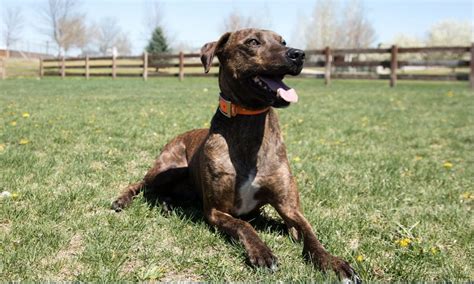 Plott Hound Breed Characteristics Care And Photos Bechewy