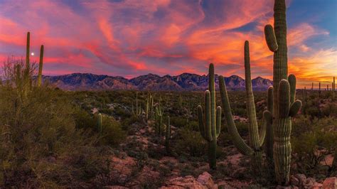 Desert Cactus Sunset Wallpapers Top Free Desert Cactus Sunset