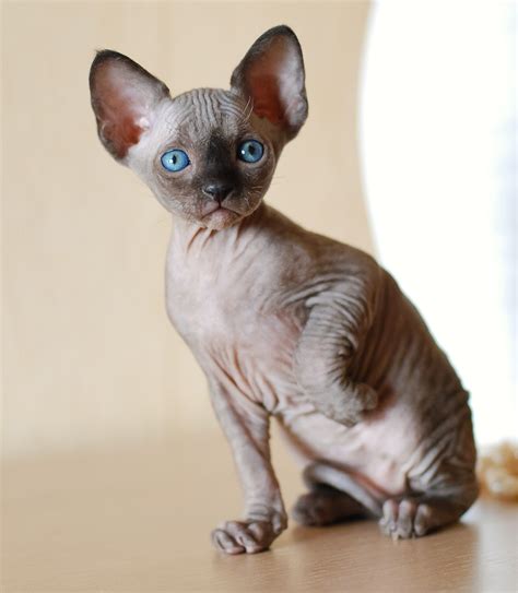 adopting a hairless cat all you need to know
