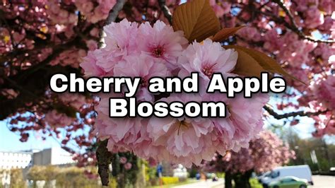 Cherry And Apple Blossoms Youtube