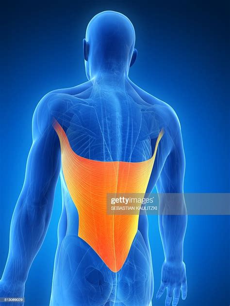 Human Back Muscles Artwork High Res Vector Graphic Getty Images