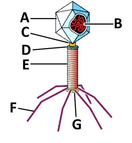 Biology Chapter 18 Viruses Parts Of A Bacteriophage Diagram Quizlet