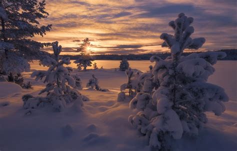 Wallpaper Winter Snow Trees Sunset Norway The Bushes Norway