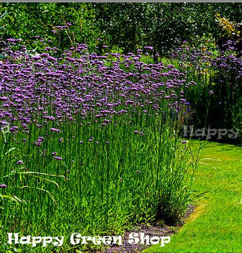 Purpletop Vervain 1000 Seeds Verbena Bonariensis Best Flower For