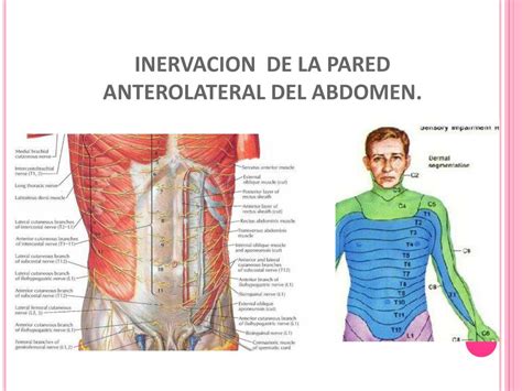 Ppt Pared Anterolateral Del Abdomen Powerpoint Presentation Free