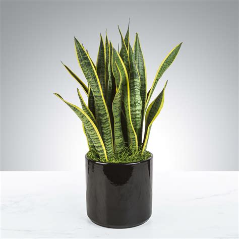 Snake Plant By Bloomnation In Severn Md Willow Oak Flower And Herb Farm