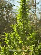 Growing Marijuana Com Outdoors Pictures
