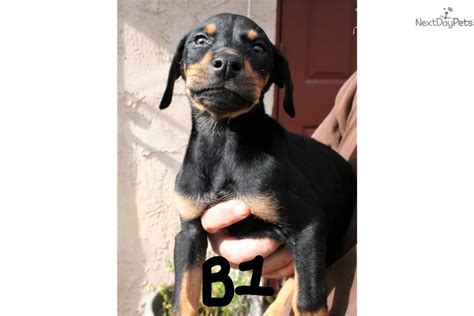 Boy 1 Doberman Pinscher Puppy For Sale Near San Diego California