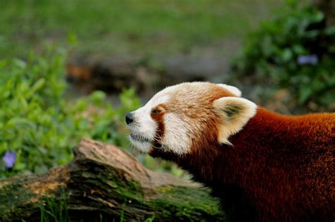 Zoo Logic Mean Cat Red Panda Animals
