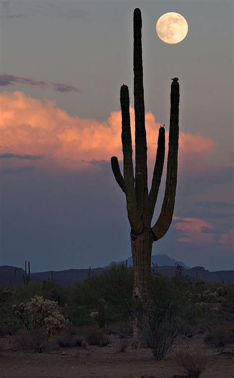 Arizona Desert Aesthetic Nature Photography Western Wall Art