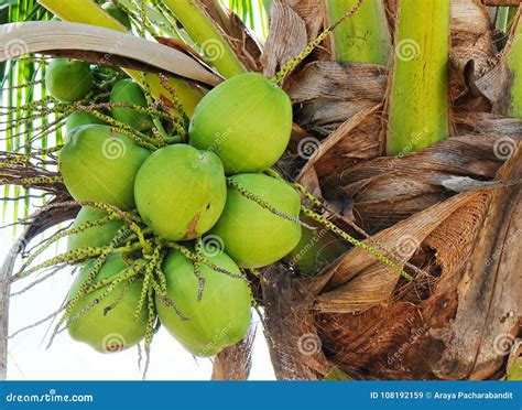 Close Up Palm Tree With Green Coconut Fruits Stock Image Image Of