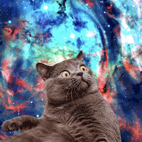 Worlds Greatest S Gallery Of Cats In Space