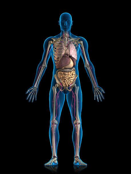 3d Illustration Human Body Organs Human Body System S