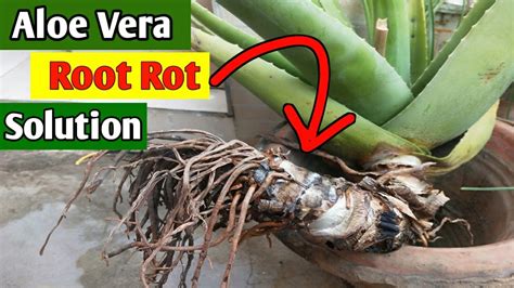 Aloevera Root Rot How To Save A Rotting Aloevera Plant Youtube