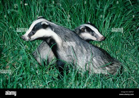 Badgers Sitting High Resolution Stock Photography And Images Alamy