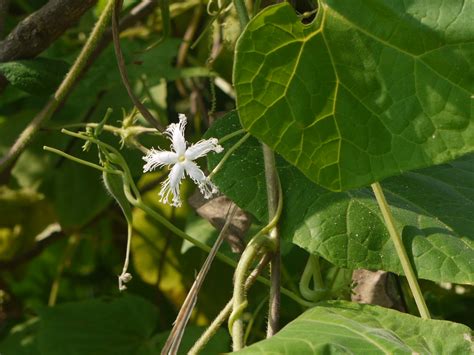 Jungli Padwal Marathi जंगली पडवल Cucurbitaceae