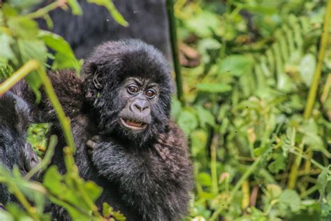Mountain Gorilla Facts Virunga National Park Congo
