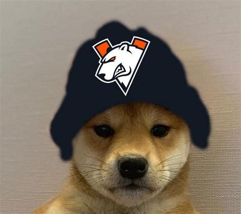 Virtus Pro Dogwifhat Dogwifhat Famous Dogs Dog Memes Dog Images