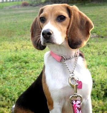Cute & adorable beagle puppies available and looking for pet loving and caring homes. Beagle Puppies for Sale, Coconut Creek FL | Puppies for Sale
