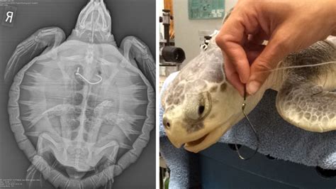 Houston Zoo Vets Remove Hooks From Injured Sea Turtles Abc13 Houston