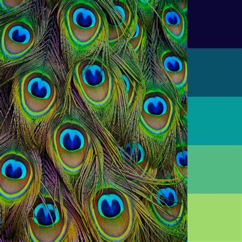 May Coloring Challenge Show Off Peacock Feathers Peacock Peacock