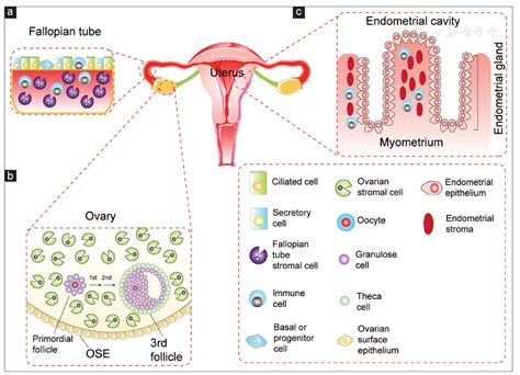 Progress In The Application Of Ovarian And Fallopian Tube Organoids